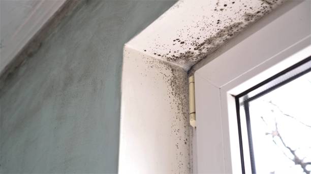 Best Insurance-Related Mold Remediation in Johnstown, NY