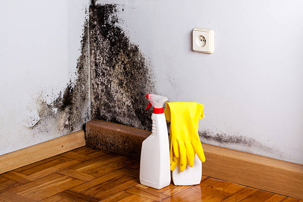 Best Bathroom Mold Remediation in Johnstown, NY